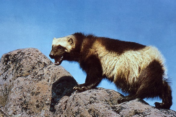 Wolverine - Marvel doesn't have a good press kit and is pretty litigious. Image Credit : NPS